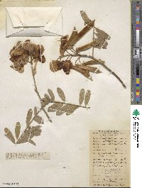 Tephrosia vogelii image