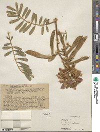 Tephrosia vogelii image