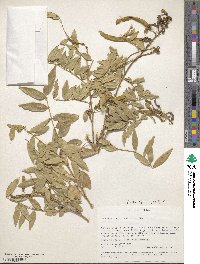 Image of Mundulea sericea