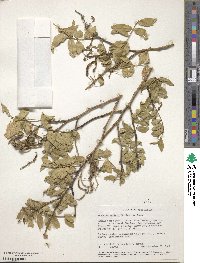 Mundulea sericea image