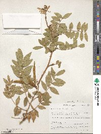 Mundulea sericea image