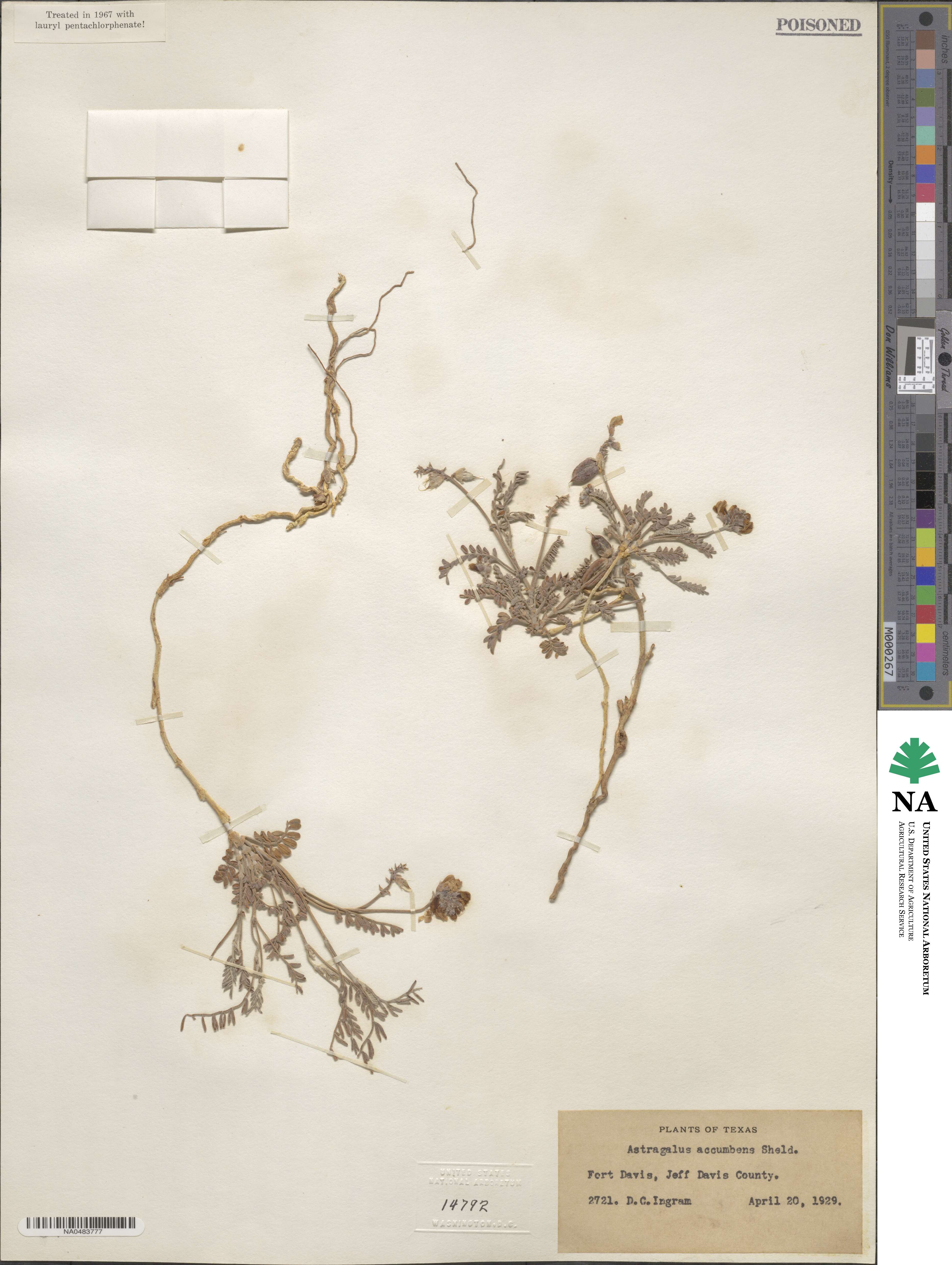 Astragalus missouriensis image