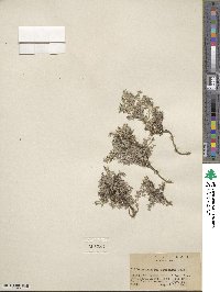 Astragalus kentrophyta image