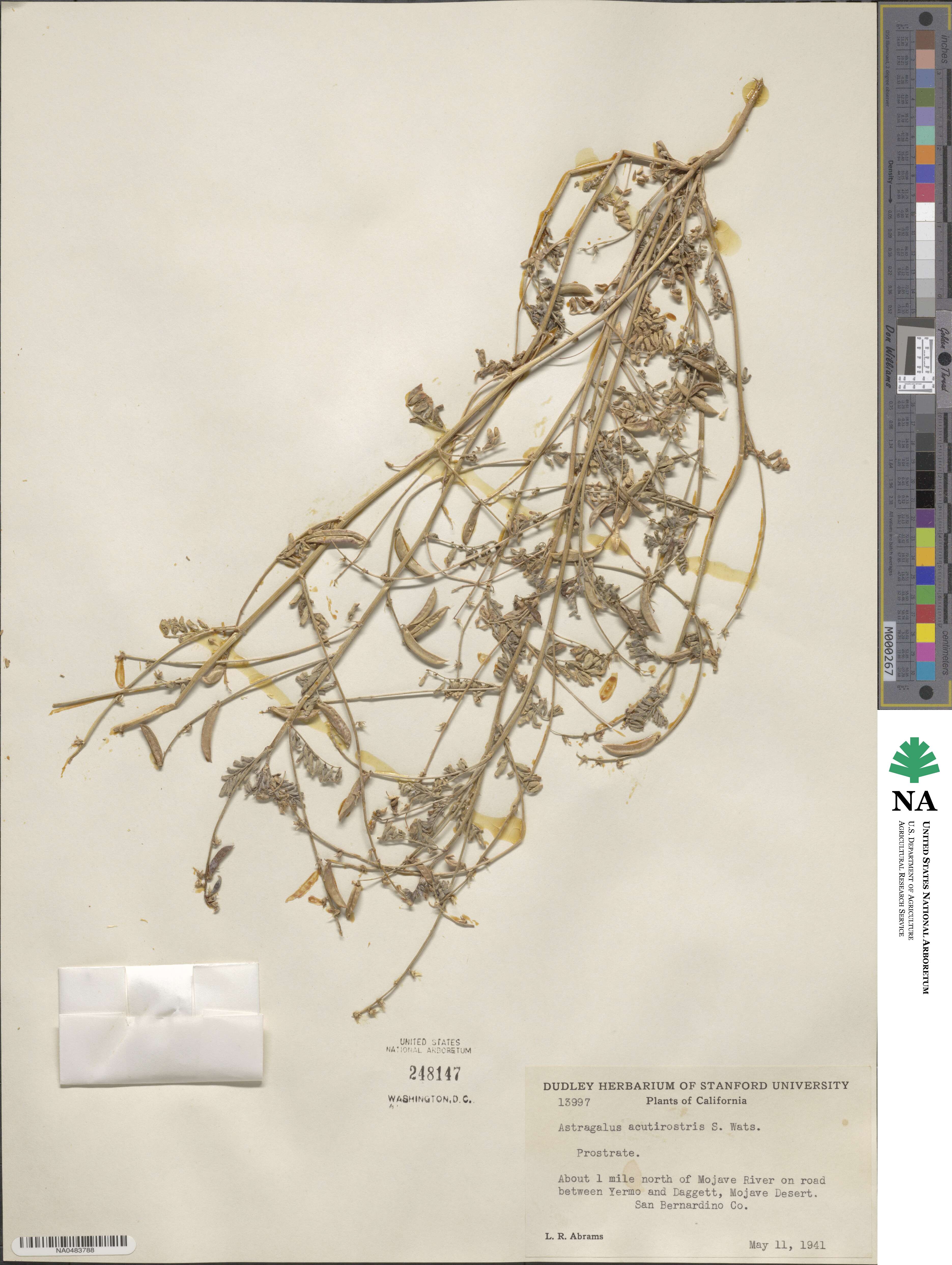 Astragalus acutirostris image