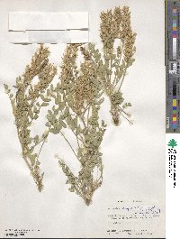 Astragalus lentiginosus var. iodanthus image