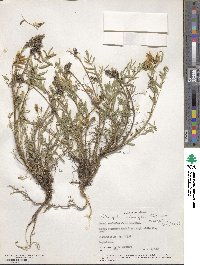 Astragalus lentiginosus var. iodanthus image