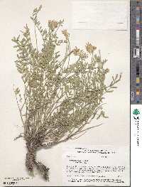 Astragalus laxmannii subsp. robustior image