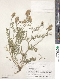 Astragalus laxmannii subsp. robustior image