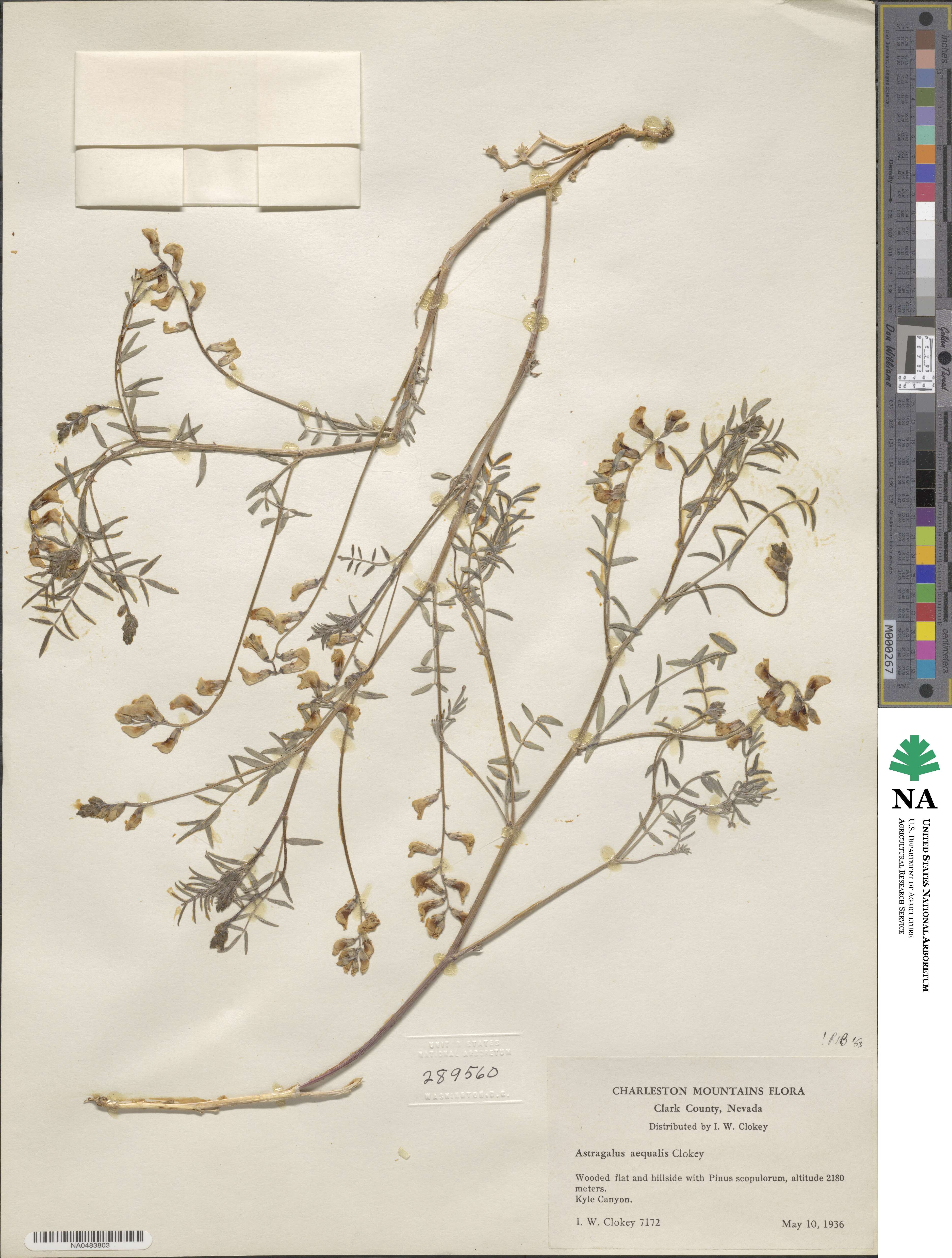 Astragalus aequalis image