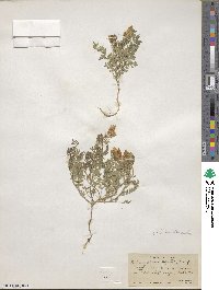 Astragalus agrestis image