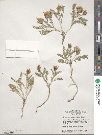 Astragalus agrestis image