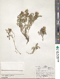 Astragalus agrestis image