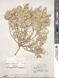 Astragalus allochrous image