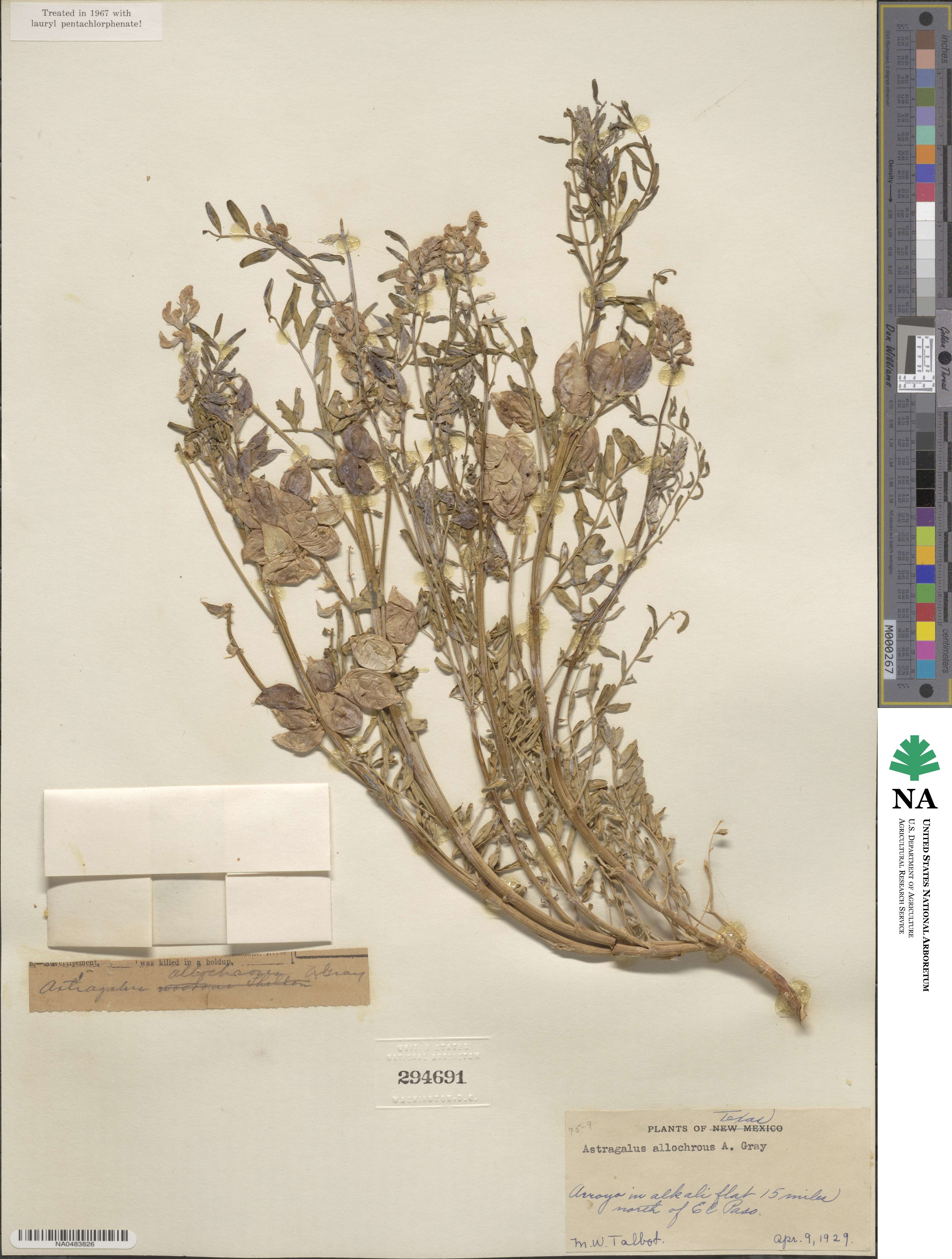 Astragalus allochrous image