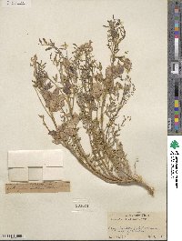 Astragalus allochrous image