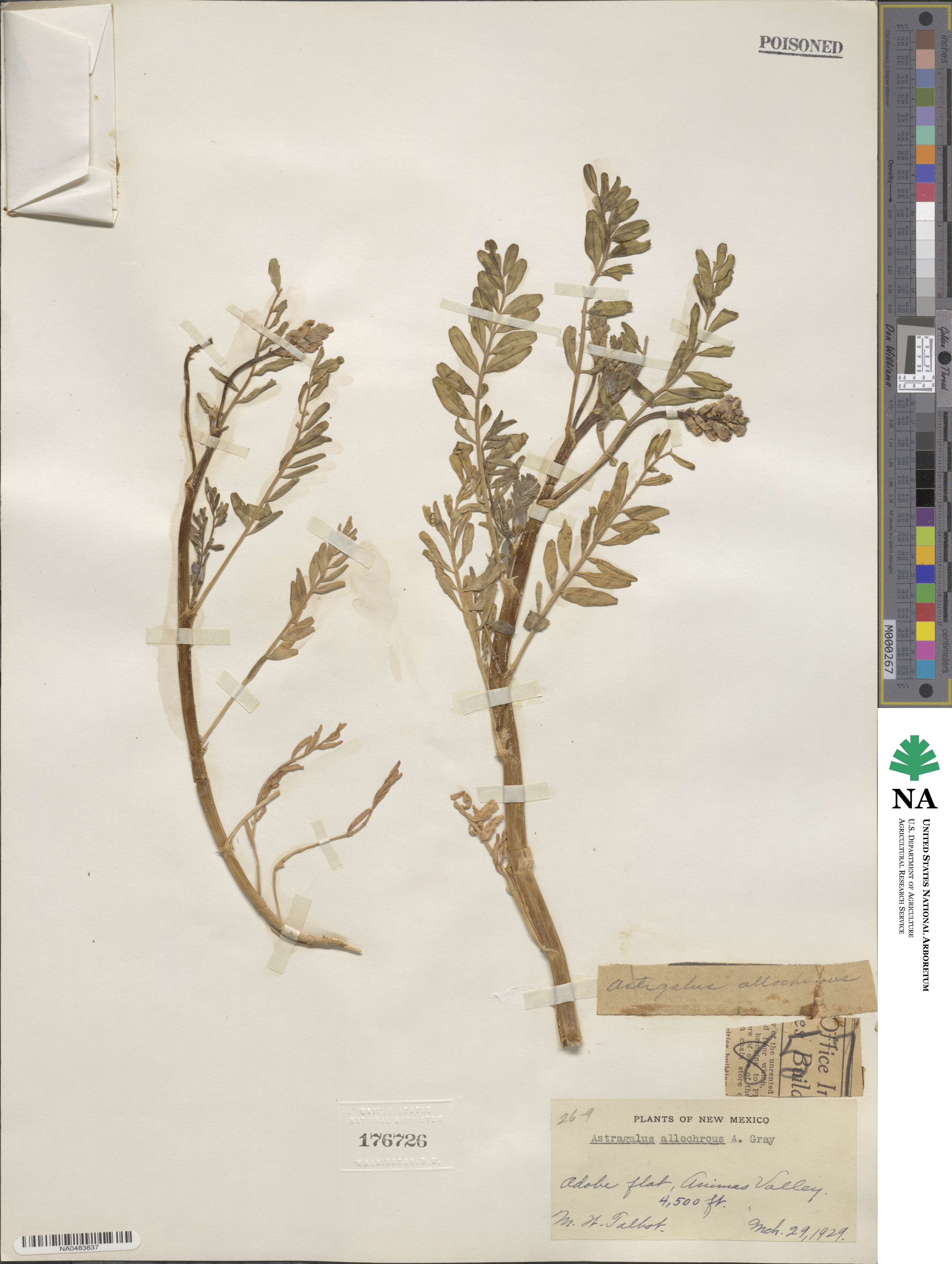 Astragalus allochrous image
