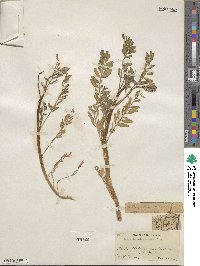 Astragalus allochrous image