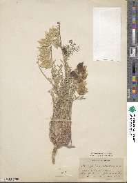 Astragalus allochrous image