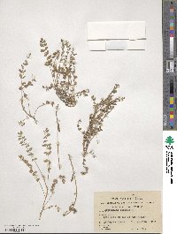 Astragalus alpinus image