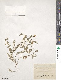 Astragalus alpinus image