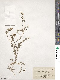 Astragalus alpinus image