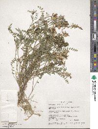 Astragalus alpinus image