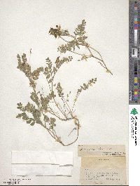 Astragalus alpinus image