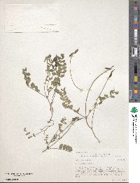 Astragalus alpinus image