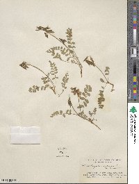 Astragalus alpinus image