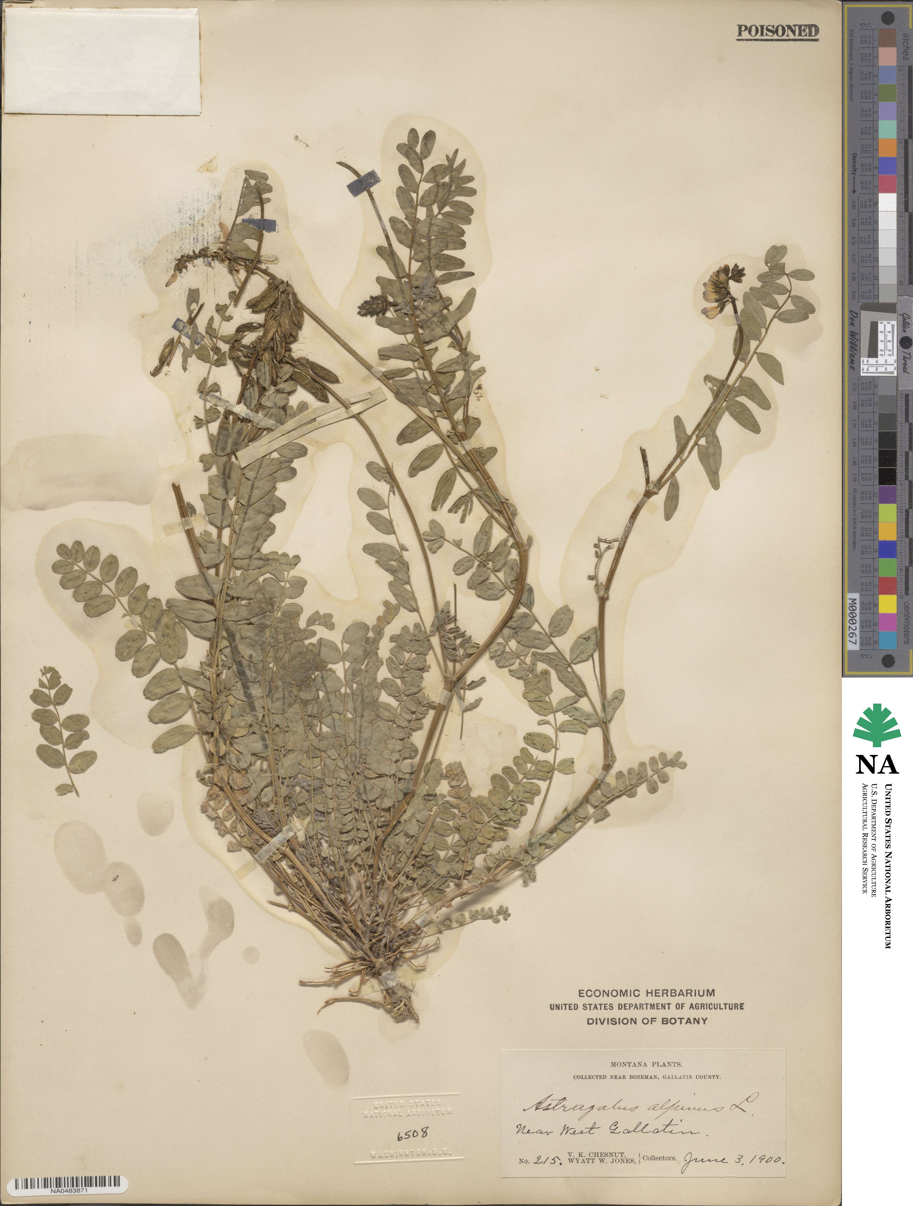 Astragalus alpinus image