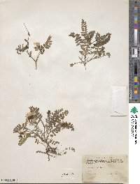 Astragalus alpinus image