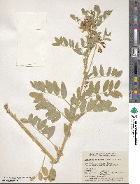 Astragalus americanus image