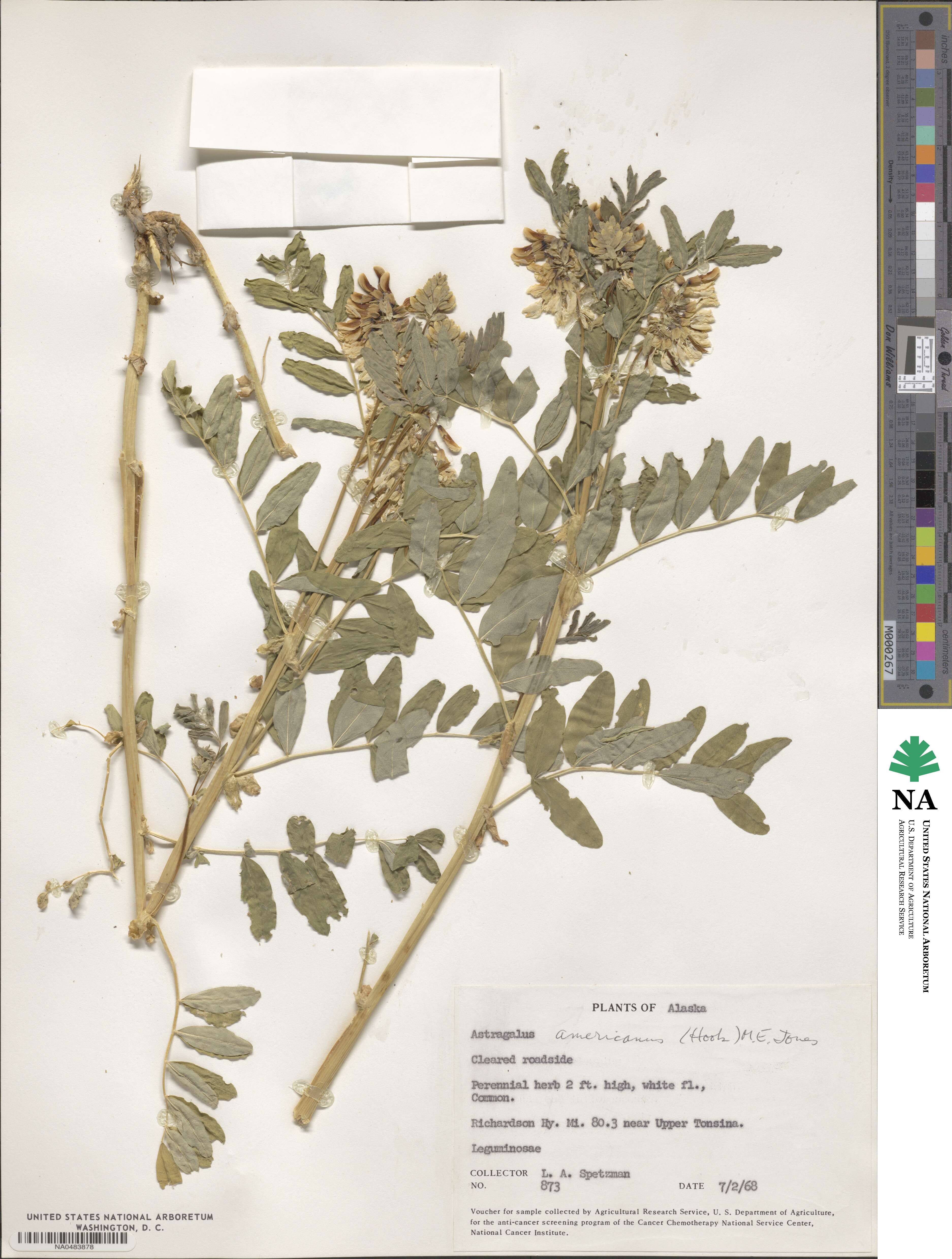 Astragalus americanus image