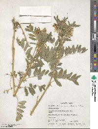 Astragalus americanus image