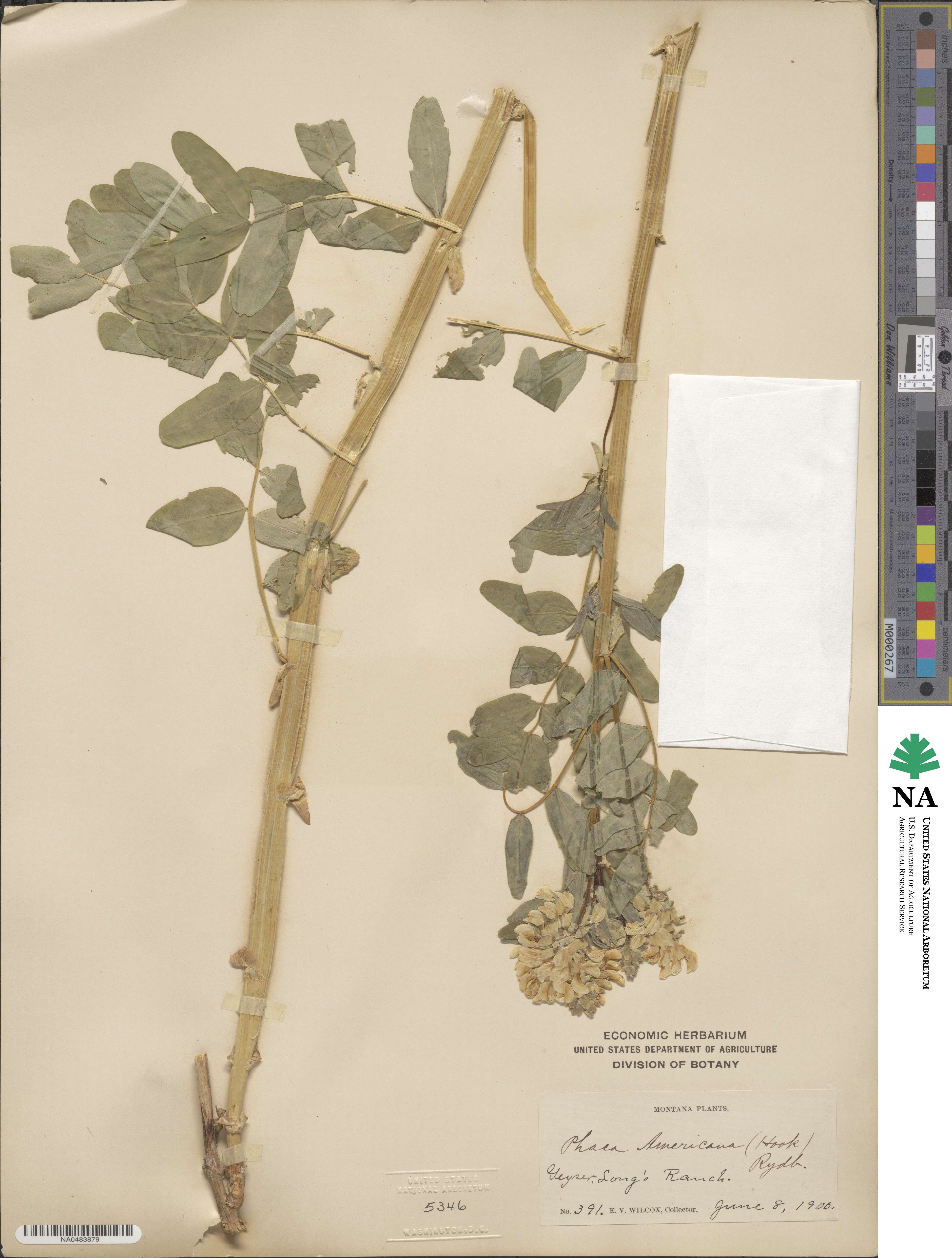 Astragalus americanus image