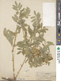 Astragalus americanus image