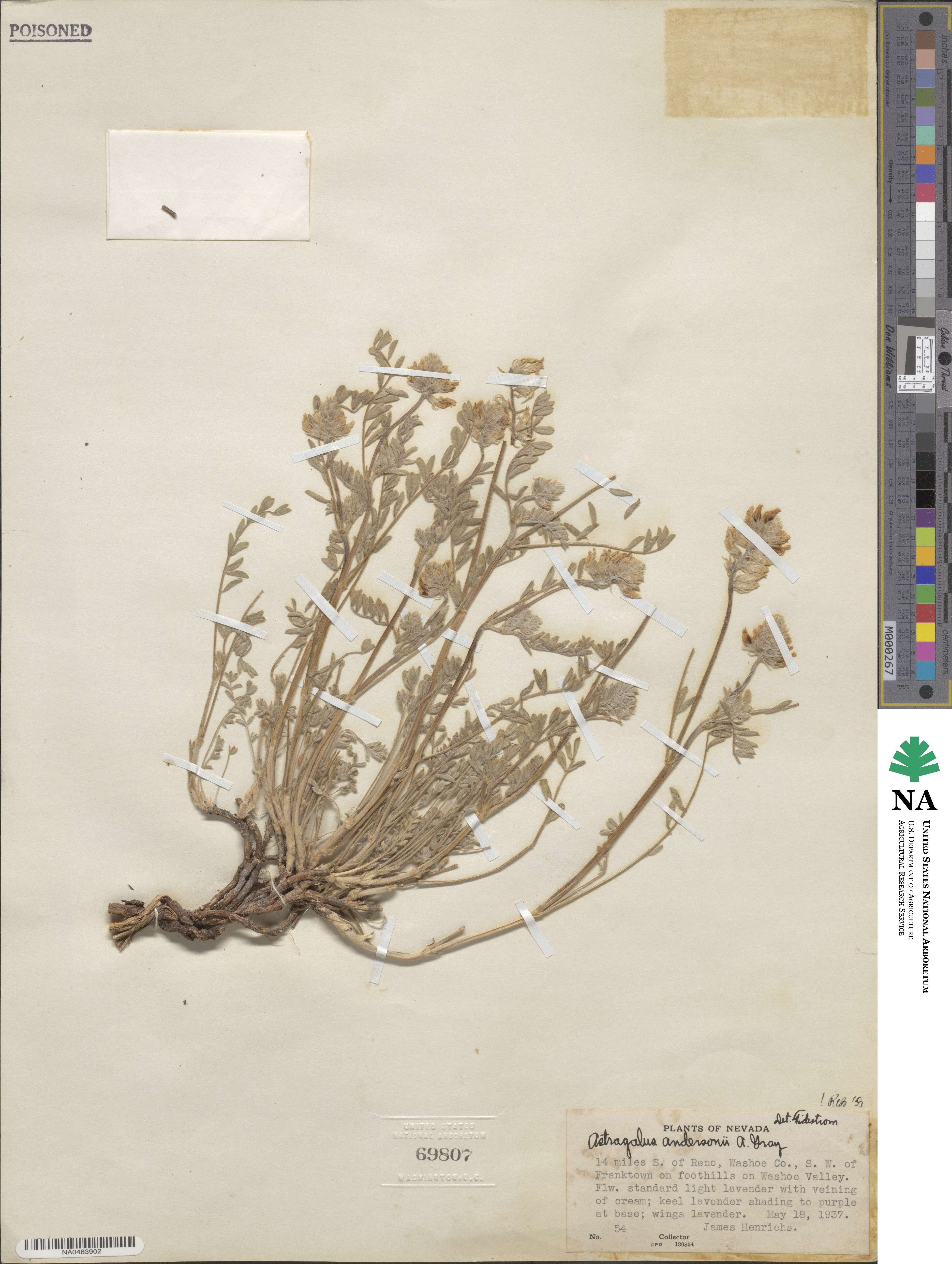 Astragalus andersonii image
