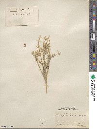 Astragalus andersonii image