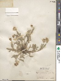 Astragalus andersonii image