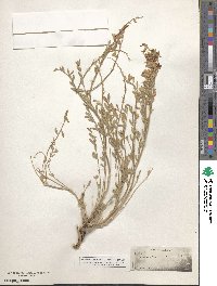 Astragalus andersonii image