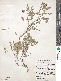 Astragalus aquilonius image