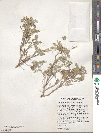 Astragalus aquilonius image