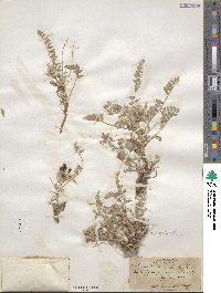 Astragalus argophyllus image