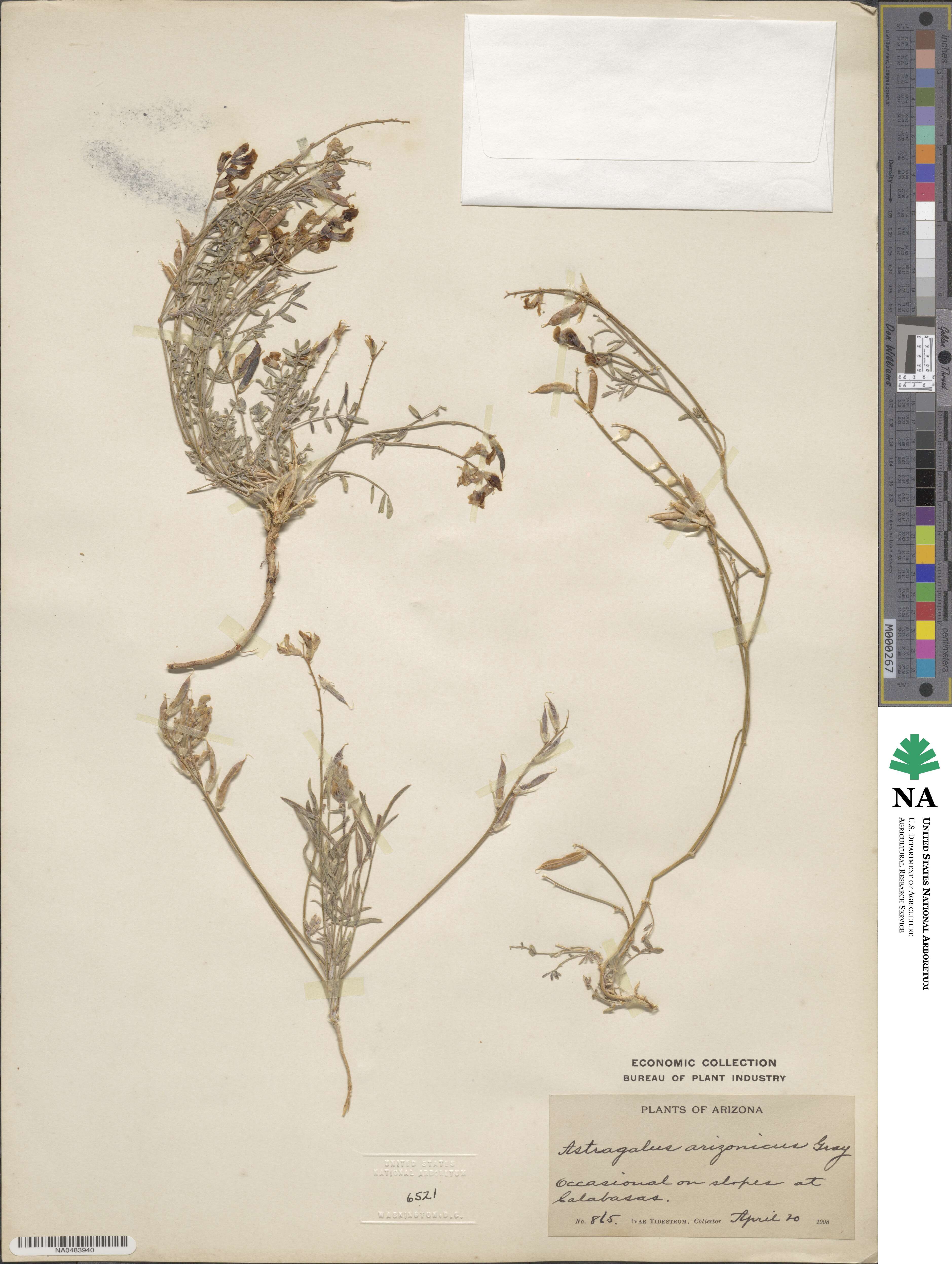 Astragalus arizonicus image
