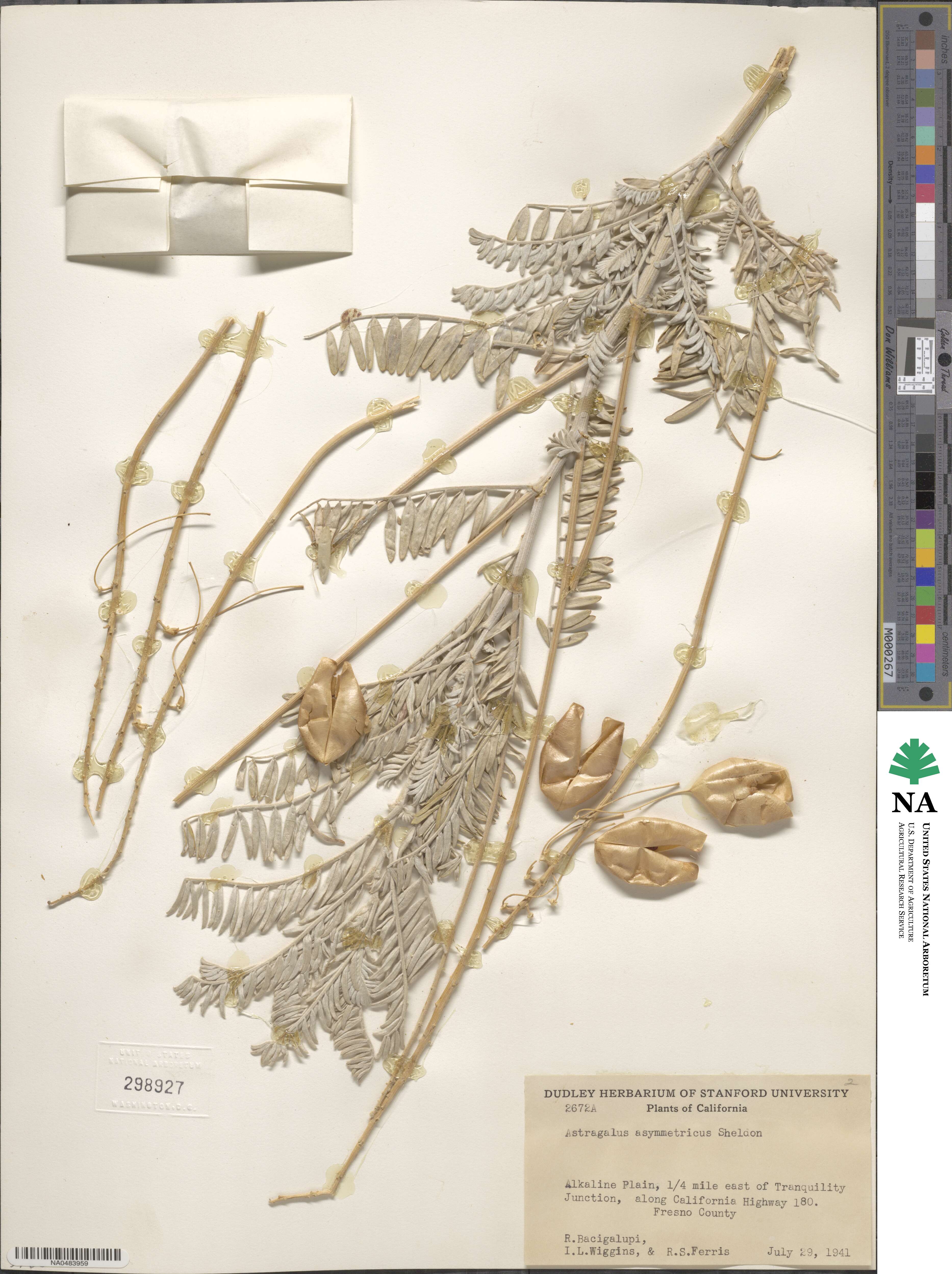 Astragalus asymmetricus image