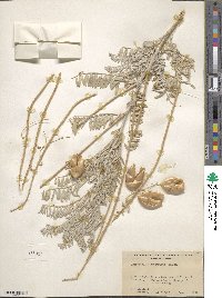 Astragalus asymmetricus image