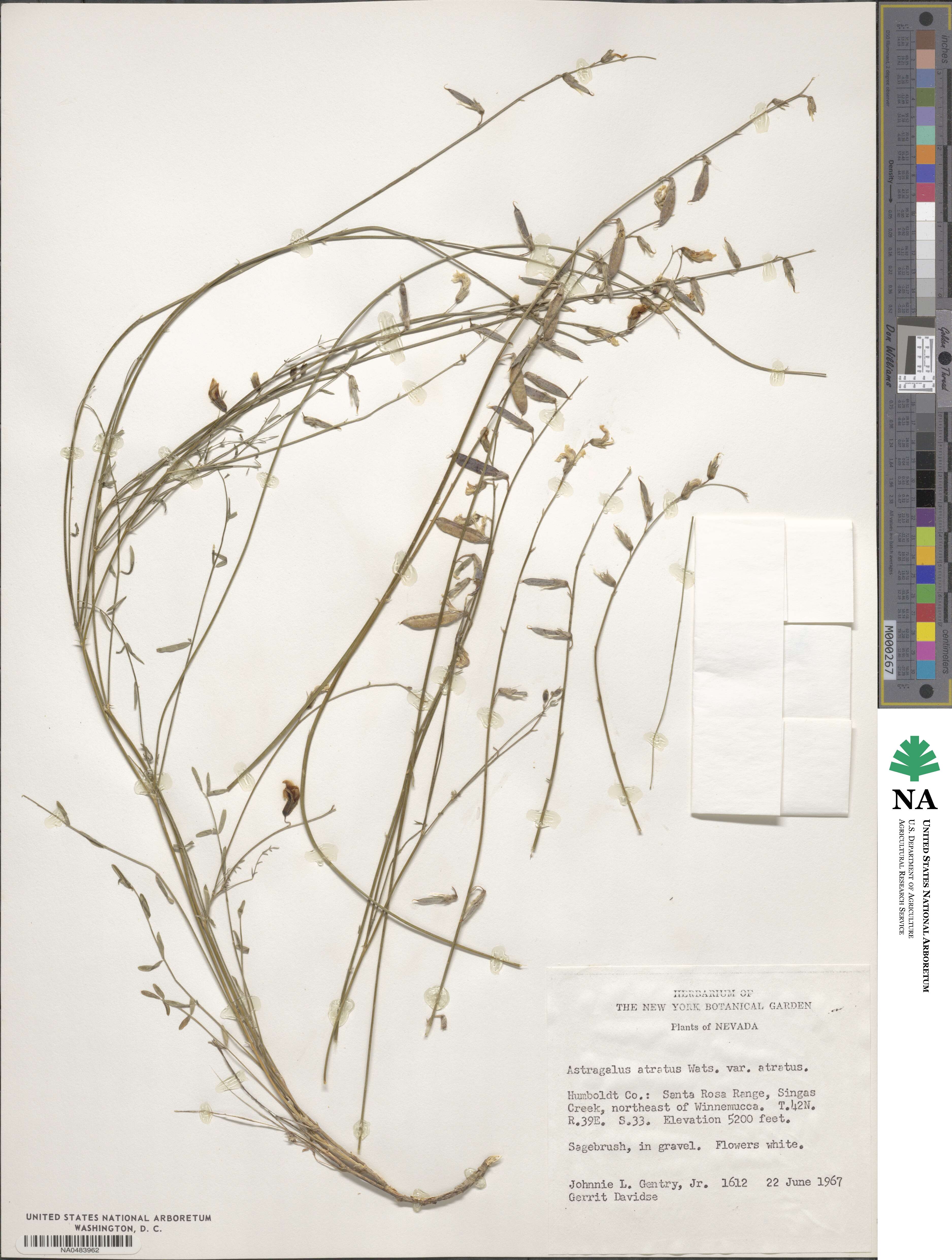 Astragalus atratus image