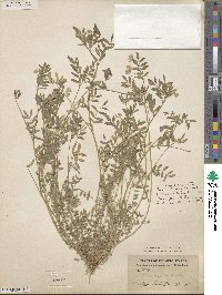 Astragalus nuttallianus image