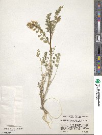 Astragalus beckwithii image