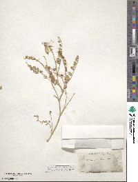 Astragalus beckwithii image